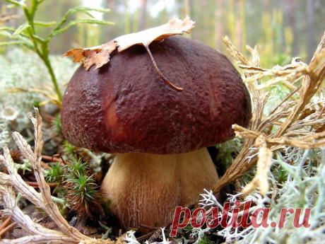 ФОТОМАСТЕРСКАЯ ПРИРОДЫ
Владимир Бычин
