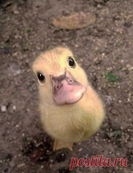 Baby,Baby Duck! | Creatures