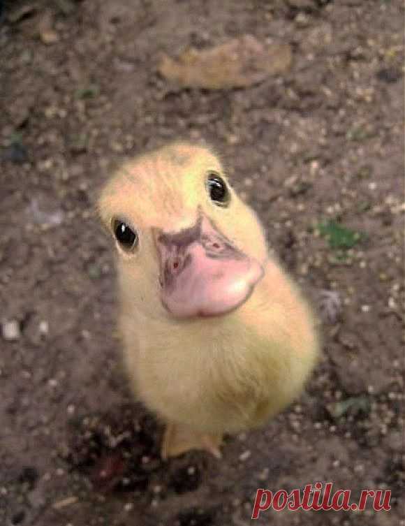Baby,Baby Duck! | Creatures
