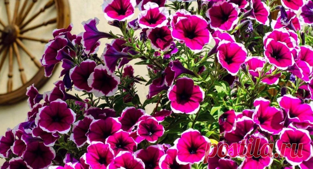 Советы, чтобы куст петунии был огромный.
Берем на заметку 

• Высаживаем каждое растение в отдельное просторное кашпо: объем минимум 20 л.

• Проводим стрижку петунии по кругу, чтобы она сформировала боковые побеги, которые добавят пышности, когда зацветут.

• Вносим любые удобрения, содержащие азот, чтобы спровоцировать активный рост листвы. Повторяем такую подкормку каждые 2 недели, но только до начала бутонизации. Можно использовать и чередовать: аммиачную селитру, аммо...