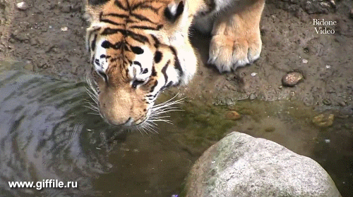 giffile.ru_gif_nature_494_thumb_500.gif (Изображение GIF, 500 × 280 пикселов)