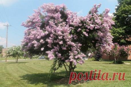 Лагерстремия индийская (около 200 семян).