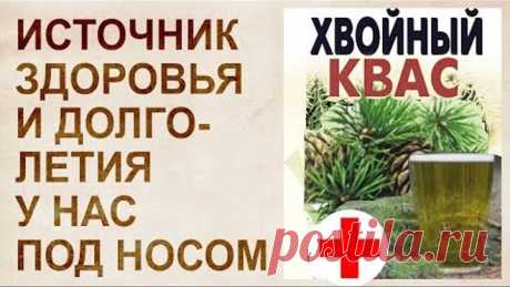 Хвойный квас. Долголетие в стакане