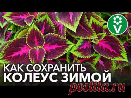 КОЛЕУСЫ - ЯРКИЕ ЦВЕТЫ ДЛЯ ХОРОШЕГО НАСТРОЕНИЯ. Выращивание и уход, черенкование, сохранение зимой