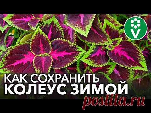 КОЛЕУСЫ - ЯРКИЕ ЦВЕТЫ ДЛЯ ХОРОШЕГО НАСТРОЕНИЯ. Выращивание и уход, черенкование, сохранение зимой