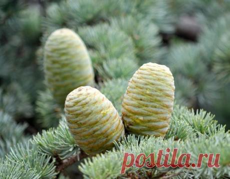 Кедр на дачном участке