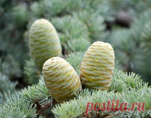 Кедр на дачном участке