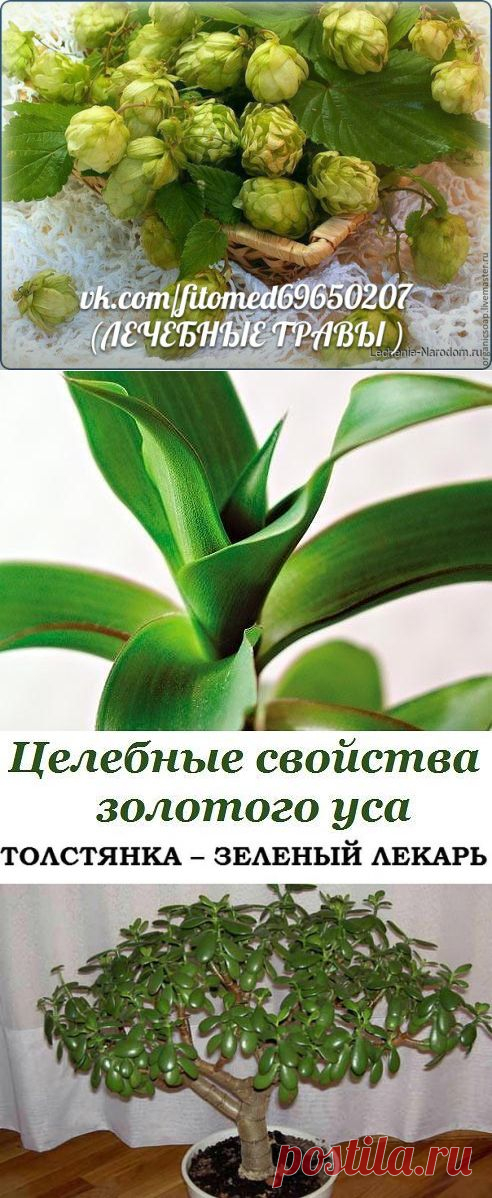 Галина Тушканова