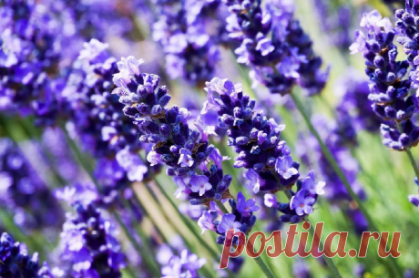 ЛАВАНДА УЗКОЛИСТНАЯ
Lavandula angustifolia L.
Семейство Яснотковые (Губоцветные) — Lamiaceae (Labiatae)