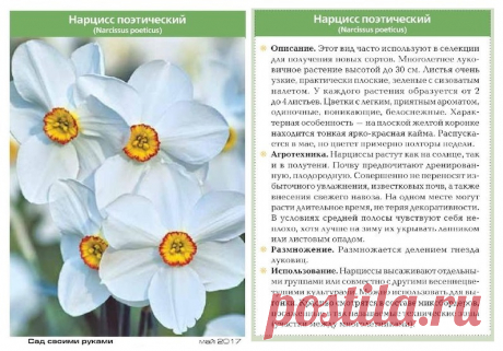 Нарцисс поэтический