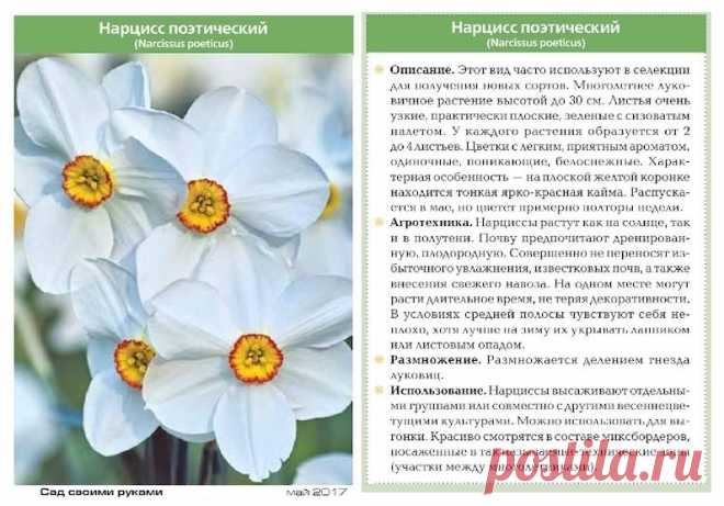 Нарцисс поэтический