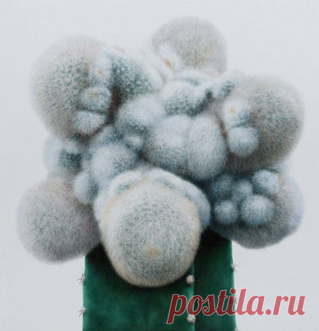 Реалистичные картины кактусов от корейского художника Ли Кван-хо