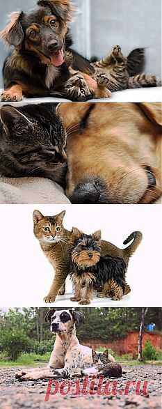 Обои собака, друзья, кошка на рабочий стол | 142292