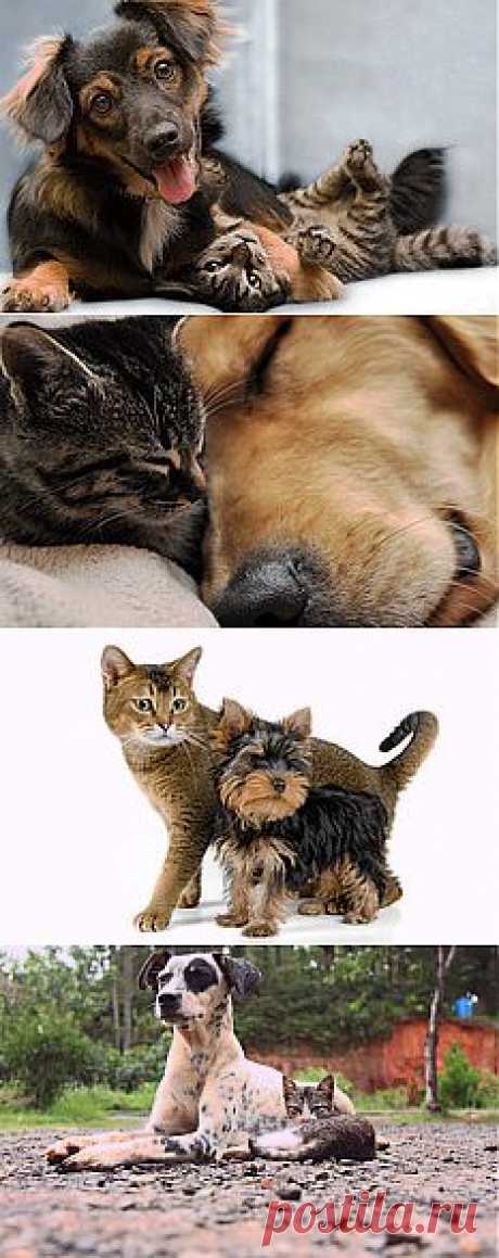 Обои собака, друзья, кошка на рабочий стол | 142292