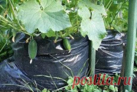 1000 ОГУРЦОВ НА ОДНОМ КВАДРАТНОМ МЕТРЕ - ОГУРЦЫ ИЗ МЕШКА - Как я приготовила