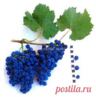 Виноград Веста - Подробное описание, фото , выращивание, купить