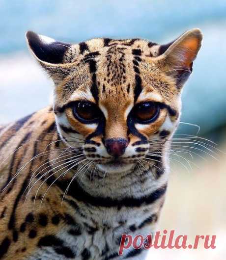 Красавица онцилла