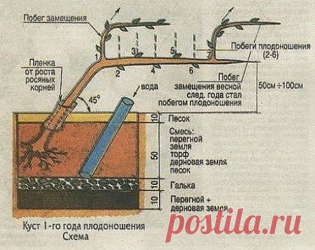 КАК ВЫРАЩИВАТЬ ВИНОГРАД БЕЗ ОСОБЫХ ХЛОПОТ


Как выращивать виноград.
Выращиваю виноград на своем участве уже 8 лет. Очень нравится мне эта культура своей неприхотливостью. А какой урожай можно получить при правильной обрезке и уходе. Глаз радуется! Попалась мне статья в одной брошурке и привлекла мое внимание. Решила я попробовать тоже выращивать виноград по этому методу и результат меня сильно порадовал. Уже на 3 год получила полноценный урожай.
Крупный виноград – это здо...