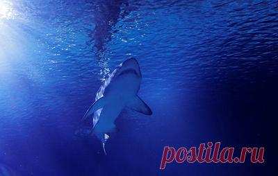 В Австралии из-за нападения акулы погиб подросток. По данным полиции штата Западная Австралия, инцидент стал первым смертельным нападением акулы в реке Суон за последние 100 лет