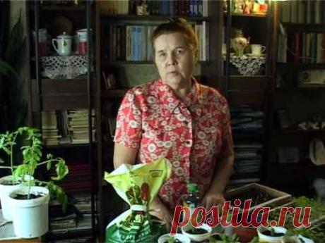 Рассада перцев, советы Почетный садовод Климцева Луиза Ниловна дает советы как вырастить здоровую и сильную рассаду перцев