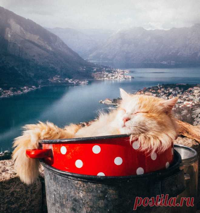 Позитивная подборка фото ~ сладко спящих кошечек и котиков. | Амели.мр | Яндекс Дзен