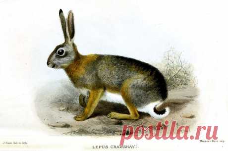 Smit.Lepus crawshayi - Джозеф Смит - Википедия