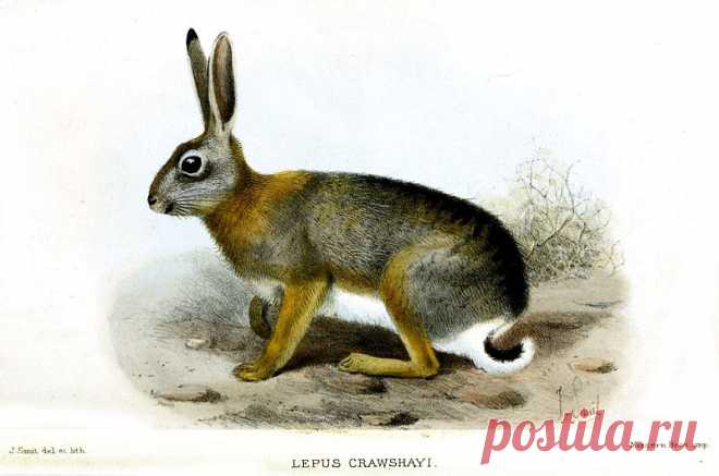 Smit.Lepus crawshayi - Джозеф Смит - Википедия