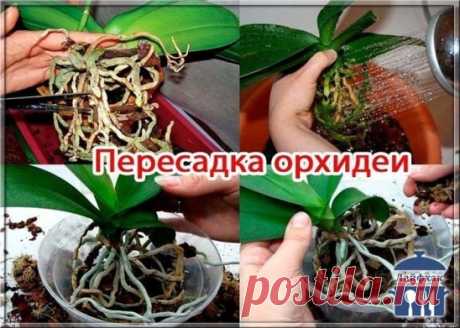 ПОШАГОВАЯ ИНСТРУКЦИЯ ПО ПЕРЕСАДКЕ ФАЛЕНОПСИСА (ОРХИДЕЯ)
Мы эту информацию собирали по крупицам, сохраняйте для себя и делитесь с друзьями. Старались для вас, дорогие). В интернете такого не найдете.
Шаг 1
Достаньте орхидею из горшка и положите её в широкий таз. Чтобы вам легче было вытащить орхидею, помните слегка стенки горшка. Если это не поможет – аккуратно, чтобы не повредить воздушные корн