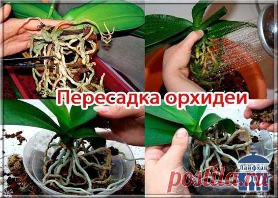 ПОШАГОВАЯ ИНСТРУКЦИЯ ПО ПЕРЕСАДКЕ ФАЛЕНОПСИСА (ОРХИДЕЯ)
Мы эту информацию собирали по крупицам, сохраняйте для себя и делитесь с друзьями. Старались для вас, дорогие). В интернете такого не найдете.
Шаг 1
Достаньте орхидею из горшка и положите её в широкий таз. Чтобы вам легче было вытащить орхидею, помните слегка стенки горшка. Если это не поможет – аккуратно, чтобы не повредить воздушные корн