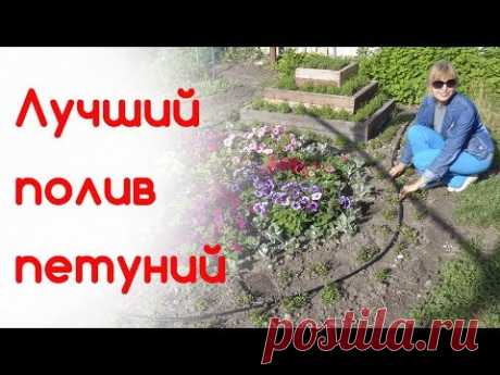 Как лучше поливать петунии