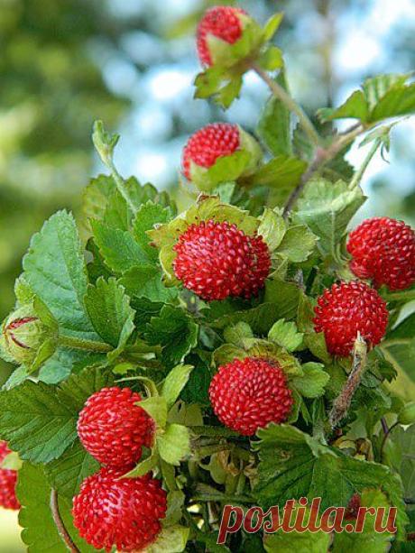 Тараторка — «021.JPG» на Яндекс.Фотках