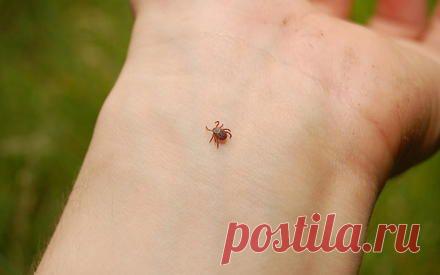 Как, уничтожая клещей, их размножают? | Мир вокруг нас