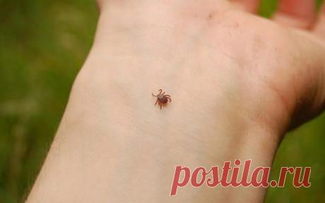 Как, уничтожая клещей, их размножают? | Мир вокруг нас