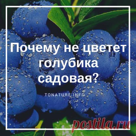 Почему не цветет голубика садовая? | toNature.info