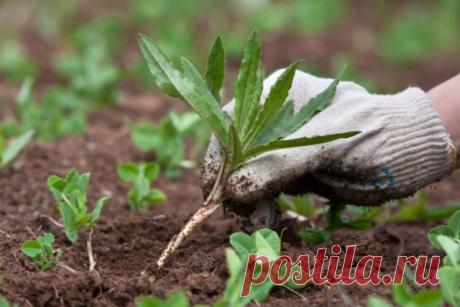 Сорняки в огороде — как избавиться