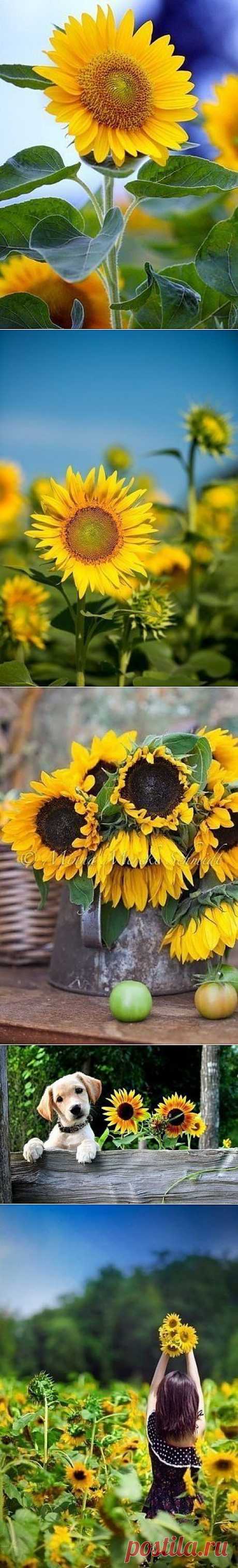 Солнечного настроения всем!!!