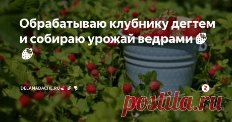 Обрабатываю клубнику дегтем и собираю урожай ведрами🍓🍓 Если вы выращиваете клубнику, то вам наверняка будь интересен один маленький рецептик для подкормки. Я обрабатываю клубнику этой чудо-смесью и собираю урожай ведрами. Рецептик я позаимствовала у одной женщины, с которой случайно познакомилась на вокзале. До нашего с ней разговора, я уже пробовала много различных средств, но, увы, мне они не шибко помогали: ягода росла уродливой формы, хотя сорт бы