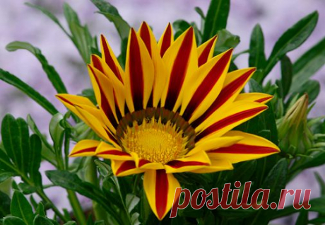 Google+