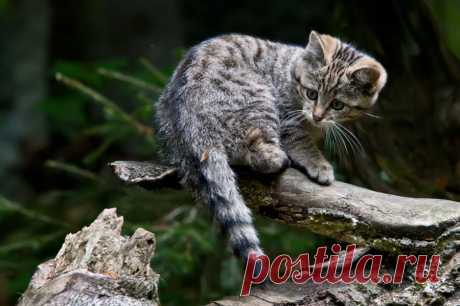 Wildkatze (Felis silvestris) - Naturbild-Galerie: Wildkatze - Fokusnatur Naturfotografie