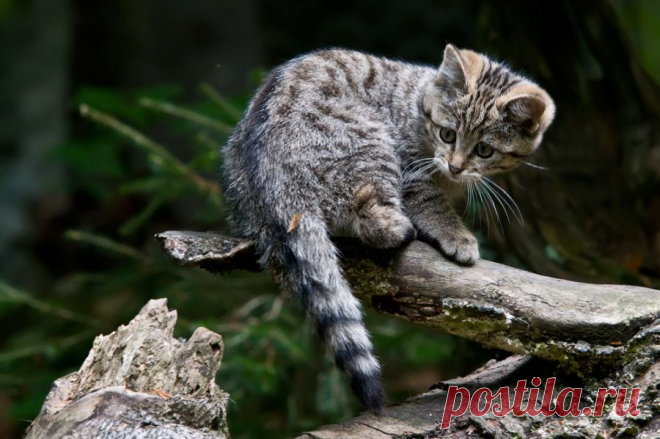 Wildkatze (Felis silvestris) - Naturbild-Galerie: Wildkatze - Fokusnatur Naturfotografie