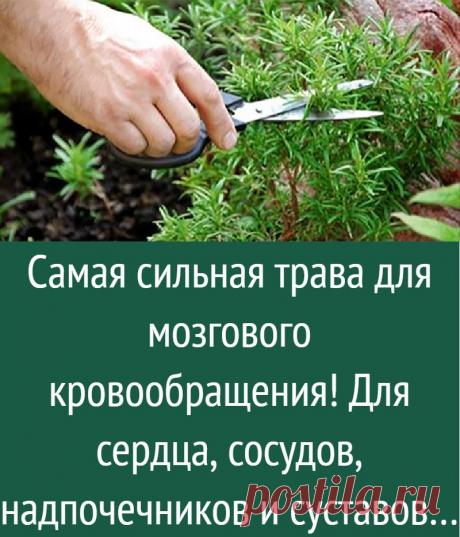 Самая сильная трава для мозгового кровообращения! Для сердца, сосудов, надпочечников и суставов…