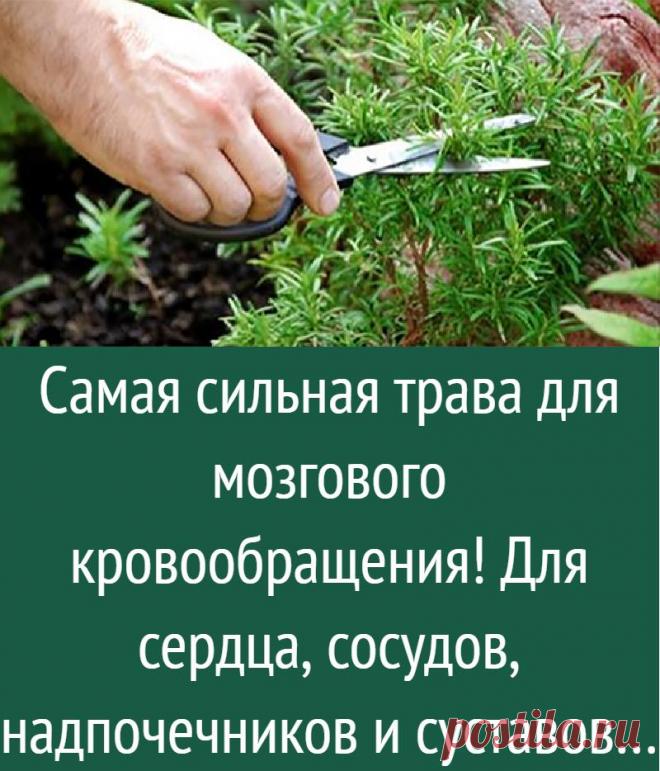 Самая сильная трава для мозгового кровообращения! Для сердца, сосудов, надпочечников и суставов…