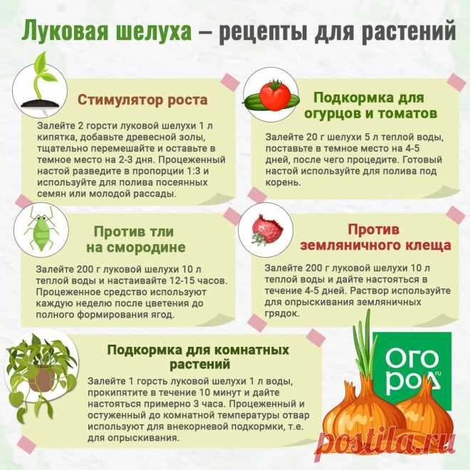 Луковая шелуха- рецепты для растений
