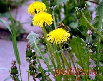 Самодельный гербицид из яблочного уксуса. Календарь садовода и лунный календарь на 2014