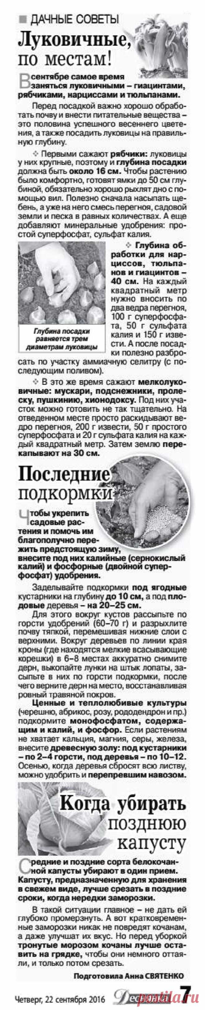 Дачные советы - сентябрь