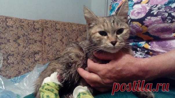 Первоуральское Общество защиты животных