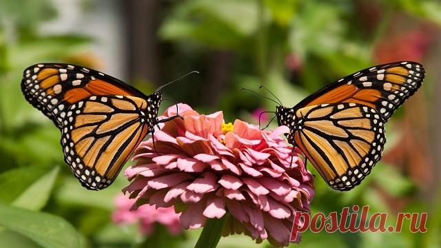 Человеческая Душа - как бабочка...