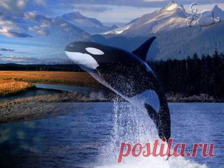 Коллаж_3