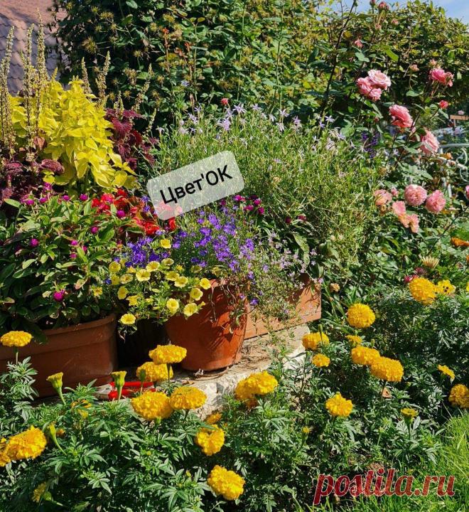 Петунию больше не посажу. Нашла идеальные цветы для кашпо. Они не требуют ухода и цветут до заморозков | Про дом и сад | Пульс Mail.ru Неприхотливые однолетники для посадки в кашпо