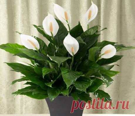 Болезни спатифиллума
